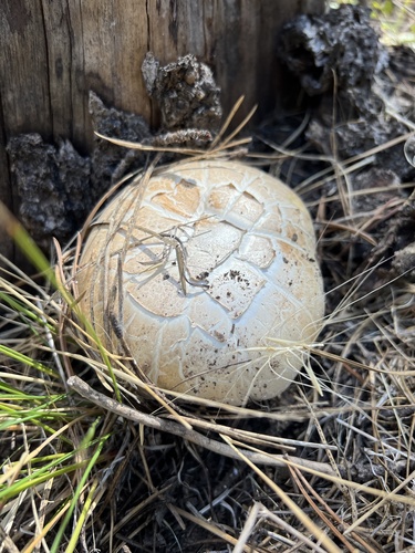iNaturalist observation photo of Giant Sawgill