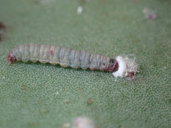 Laetilia dilatifasciella