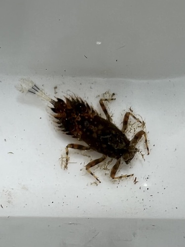 iNaturalist observation photo of Spiny Crawler Mayflies