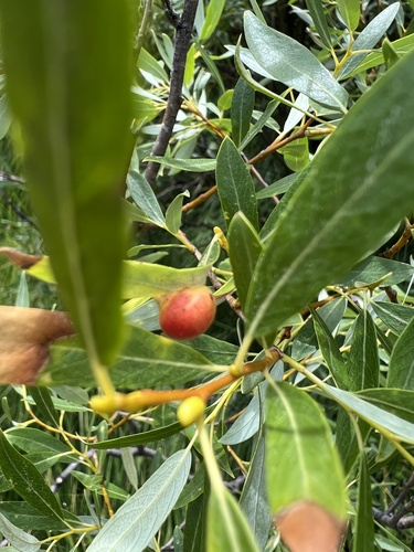 iNaturalist observation photo of Willow Apple Gall Sawfly