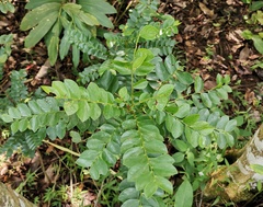 Phyllanthus buxifolius