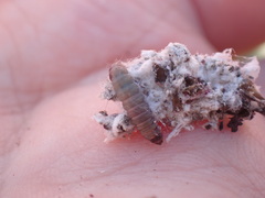 Laetilia dilatifasciella