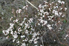 Leucopogon glacialis