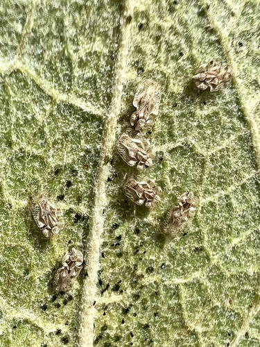 iNaturalist observation photo of Tingini