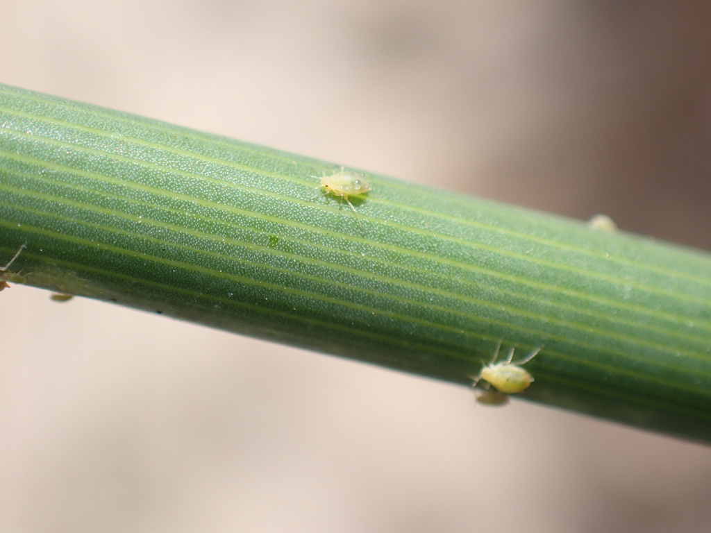 Fennel Aphid