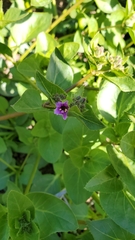 Mirabilis elegans
