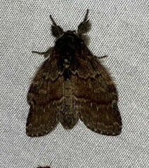 Peridea bordeloni