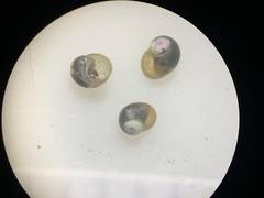 Pyrgulopsis neritella