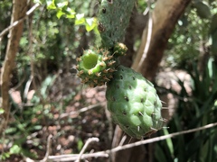 Consolea moniliformis