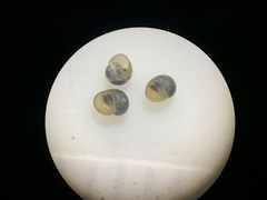 Pyrgulopsis neritella