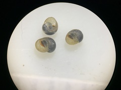 Pyrgulopsis neritella