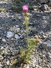 Cirsium eatonii clokeyi