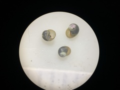 Pyrgulopsis neritella