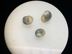 Pyrgulopsis neritella