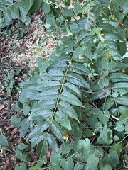 Ailanthus altissima tanakai