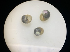 Pyrgulopsis neritella