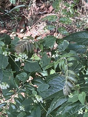 Ailanthus altissima tanakai