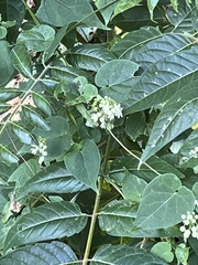 Ailanthus altissima tanakai