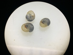 Pyrgulopsis neritella