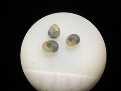 Pyrgulopsis neritella