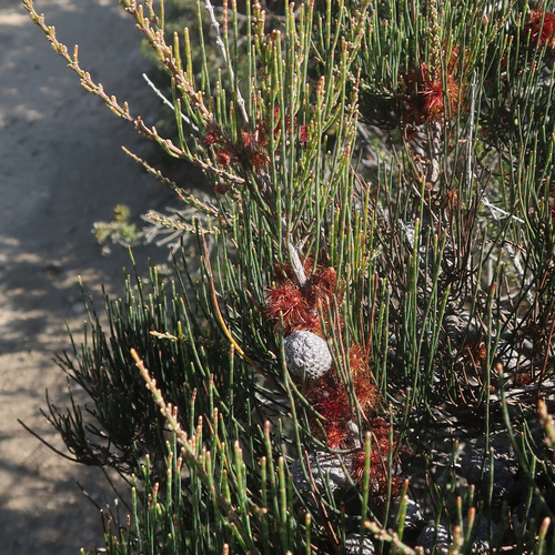 Image of Allocasuarina monilifera by no rights reserved