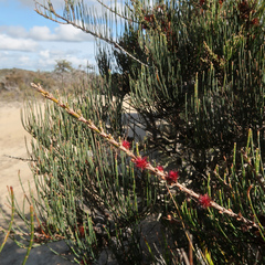 Allocasuarina monilifera