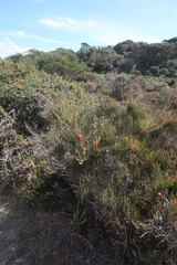 Allocasuarina monilifera