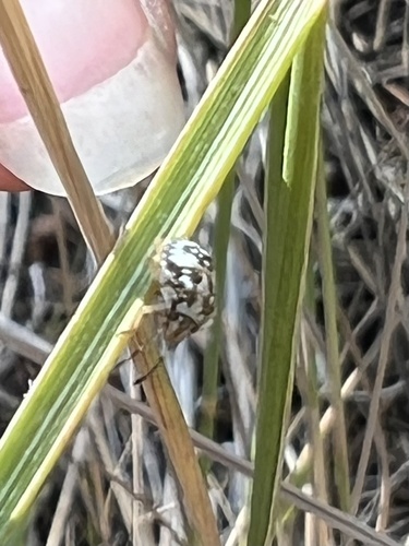 iNaturalist observation photo of Stink Bugs, Shield Bugs, and Allies