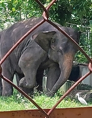 Elephas maximus