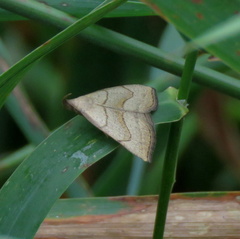 Macrochilo litophora