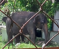Elephas maximus