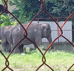 Elephas maximus