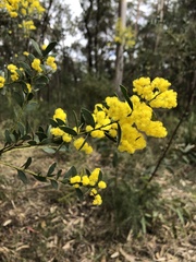 Acacia lunata