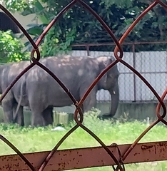 Elephas maximus