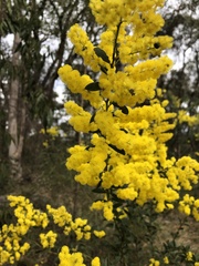 Acacia lunata