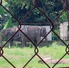 Elephas maximus