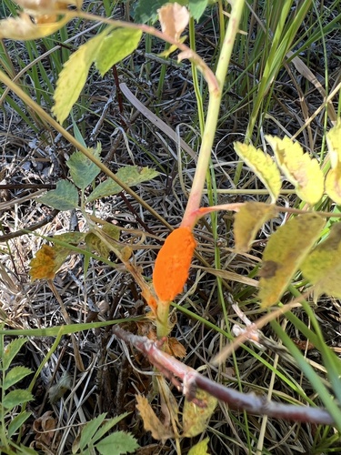 iNaturalist observation photo of Phragmidiaceae