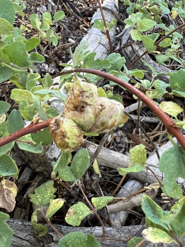 iNaturalist observation photo of Snowberry Sawfly