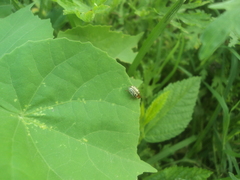 Zygogramma bicolorata