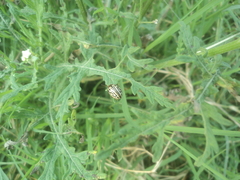 Zygogramma bicolorata