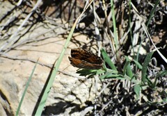 Phyciodes tharos orantain