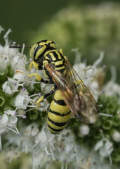Philanthus multimaculatus