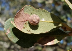 Cynips multipunctata