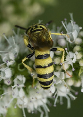 Philanthus multimaculatus