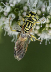 Philanthus multimaculatus