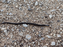 Liodytes rigida sinicola