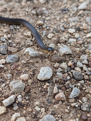 Liodytes rigida sinicola