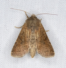 Protorthodes rufula