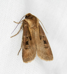 Agrotis vancouverensis