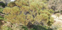 Acacia calamifolia
